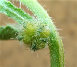  Fruit with 4 drupelets enclosed by calyx